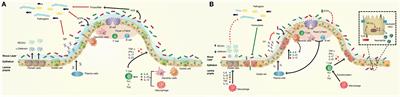 A Potential Role of Salmonella Infection in the Onset of Inflammatory Bowel Diseases